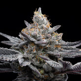 A large cannabis cola from the London Pound cake strain. This cannabis plant was grown from London Pound Cake seeds. Purchase cannabis seeds online from Premium Cultivars.